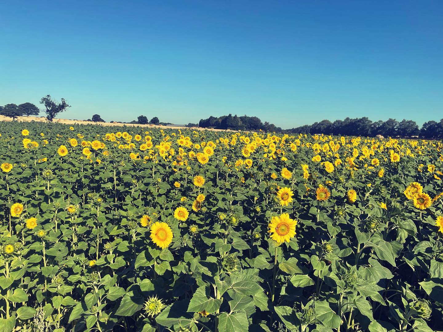 Lichfield Maize Maze, Sunflowers & Pumpkins's main image