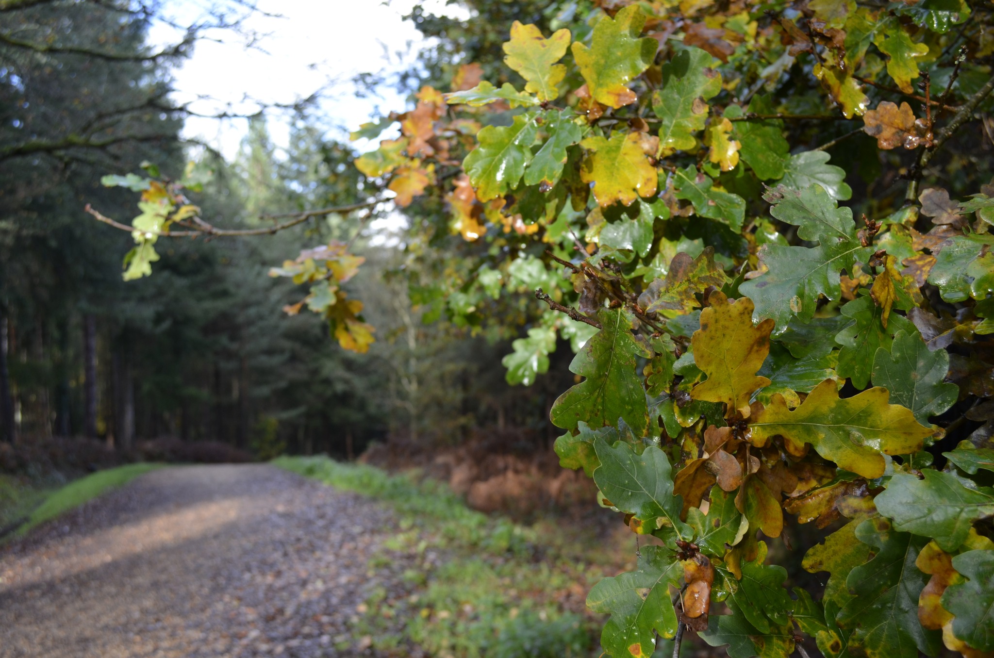 Alice Holt Forest's main image