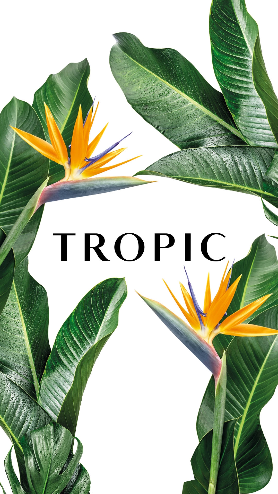 Tropic with Alex's logo