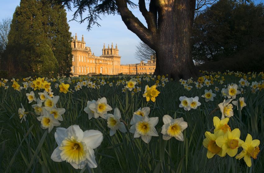 Blenheim Palace's main image