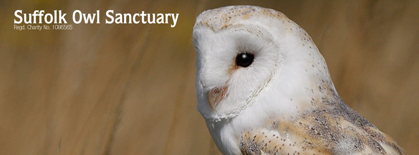 Suffolk Owl Sanctuary's main image