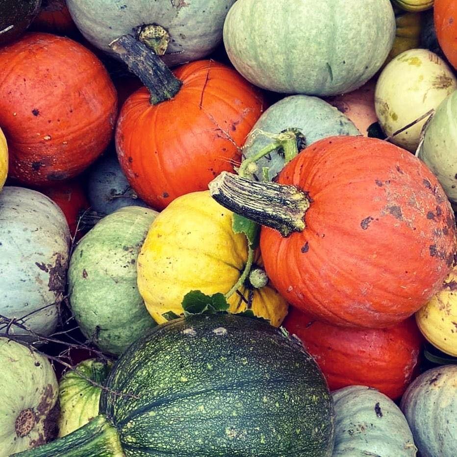 The Rotherwick Patch - Pumpkin Picking's main image